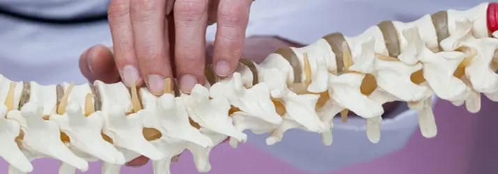 Chiropractie Vlaardingen XB-wervelkolommodel Chiropractie Vlaardingen XB-wervelkolommodel